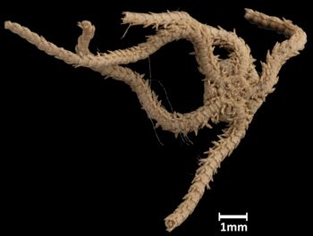 Media type: image;   Invertebrate Zoology OPH-4092 Aspect: ventral